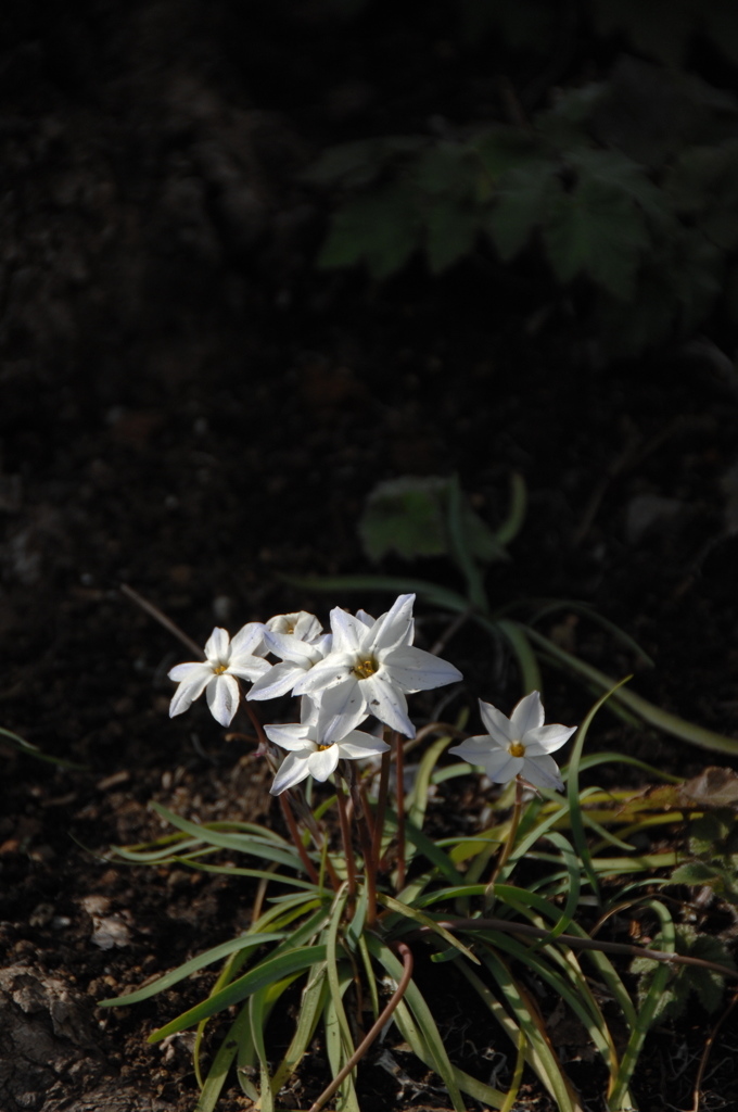 春庭の花…１