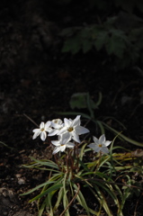 春庭の花…１