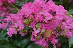 赤紫色の花冠…