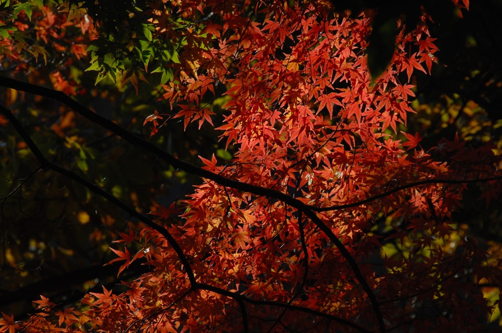鎌倉湖の紅色…