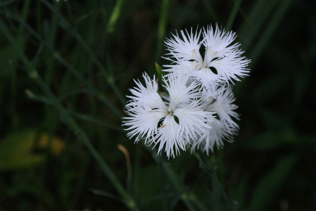 魅せる牡蠣色…