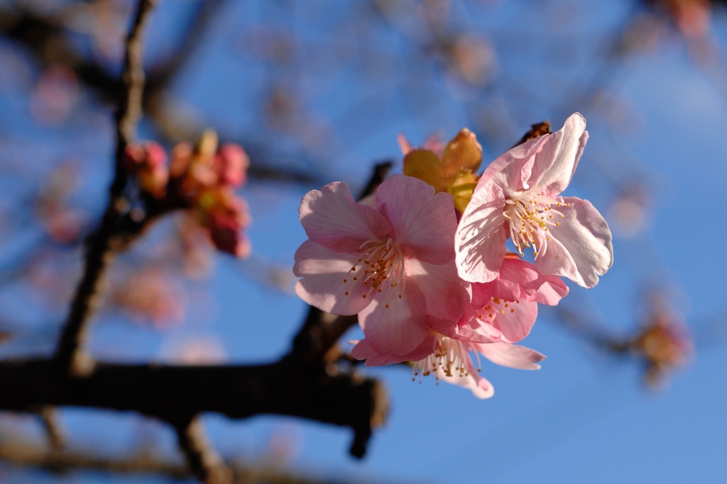 春告の和花…２
