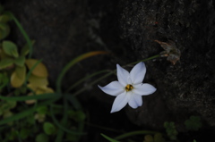 名刹に咲く白星模様…