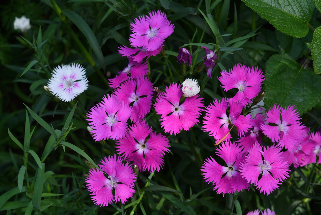 明月院の春花…１