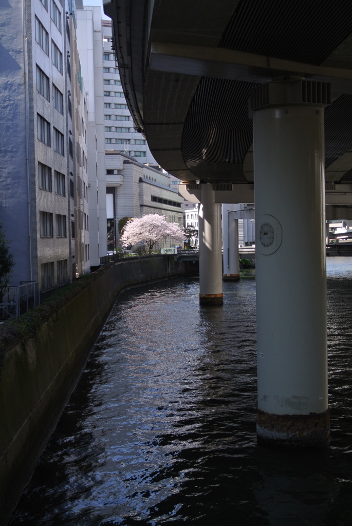 東京の桜色…１