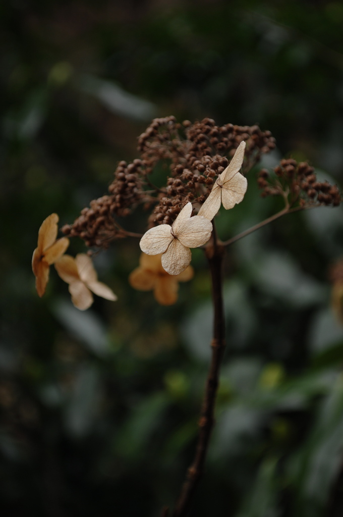 山道に咲く黄朽葉色…