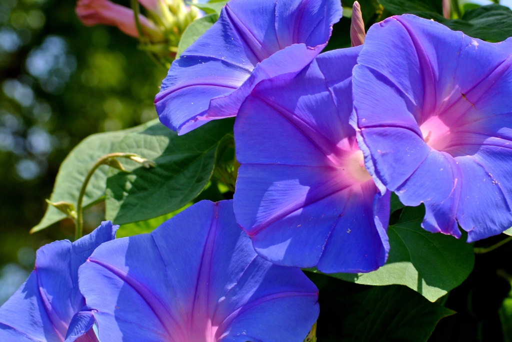 ブルーの魔術…