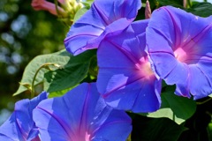 ブルーの魔術…