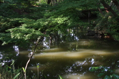 六義園・大泉水１…