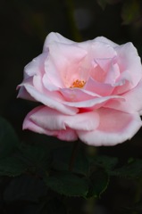 秋空の薔薇10…