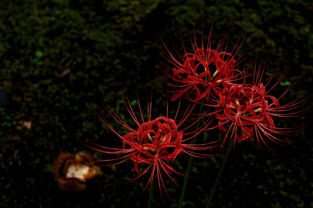 真紅の艶花…２