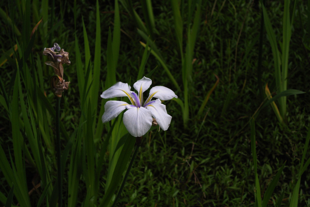 後楽園・ポツンと花菖蒲
