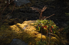 苔石に赤添え…