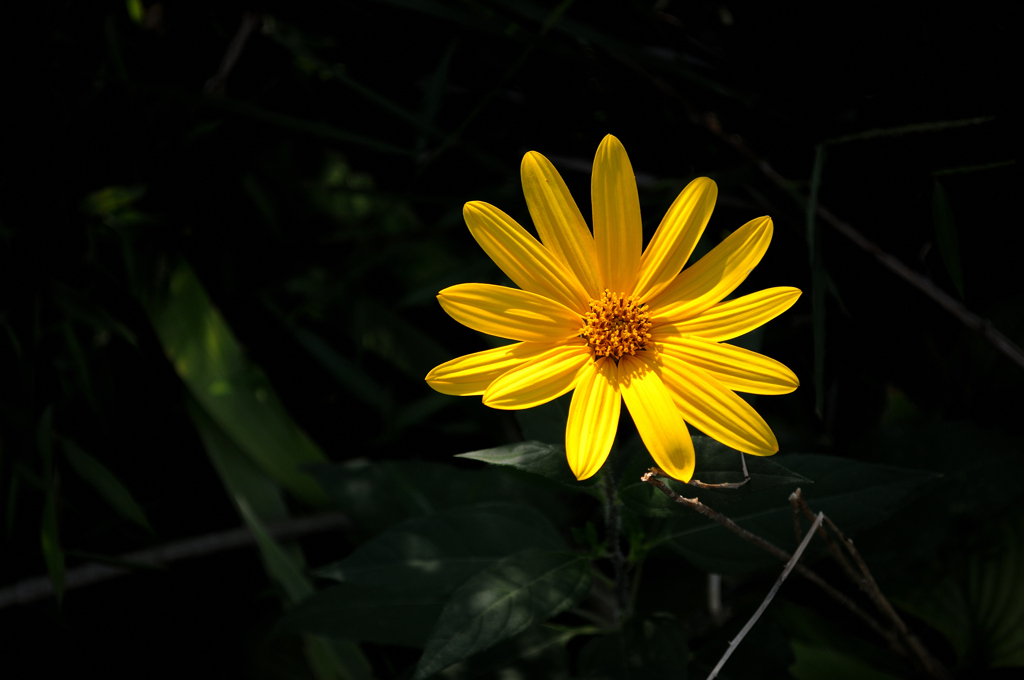 秋陽の花影…１
