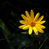 秋陽の花影…１