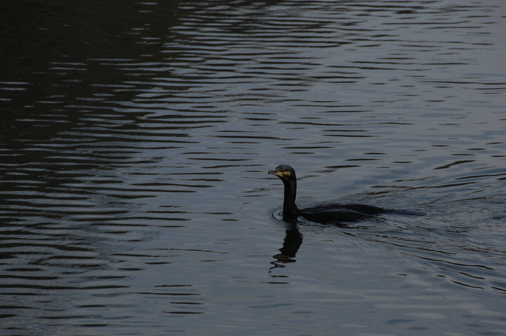 春、静寂の鎌倉湖…２