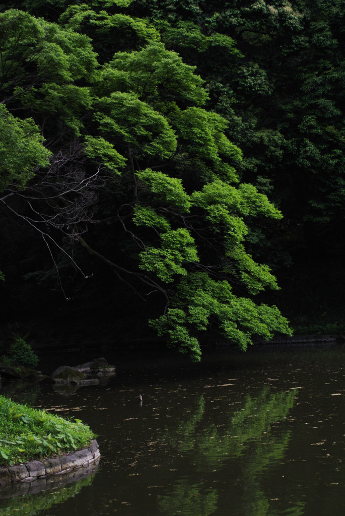 後楽園・大泉水の池５…