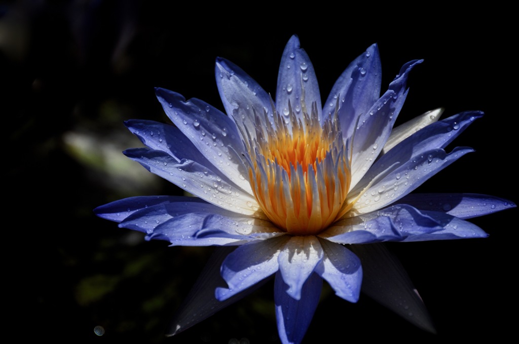 熱帯の群青花…