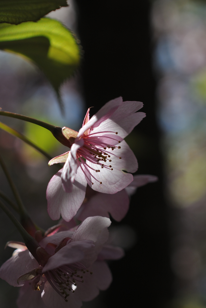 古都の早咲桜…４