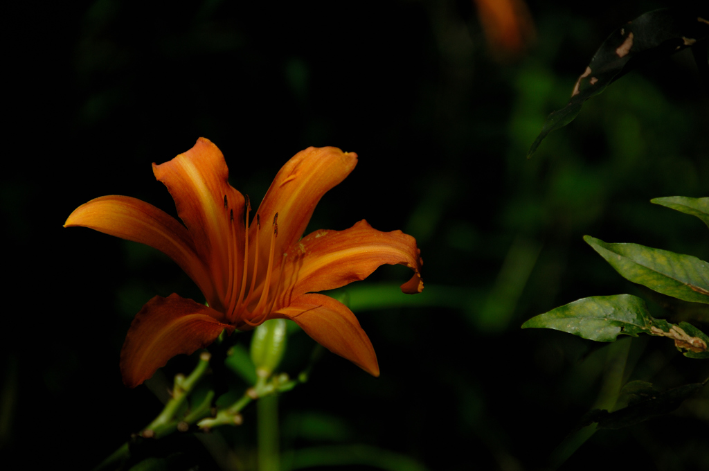 初秋の花寺…２
