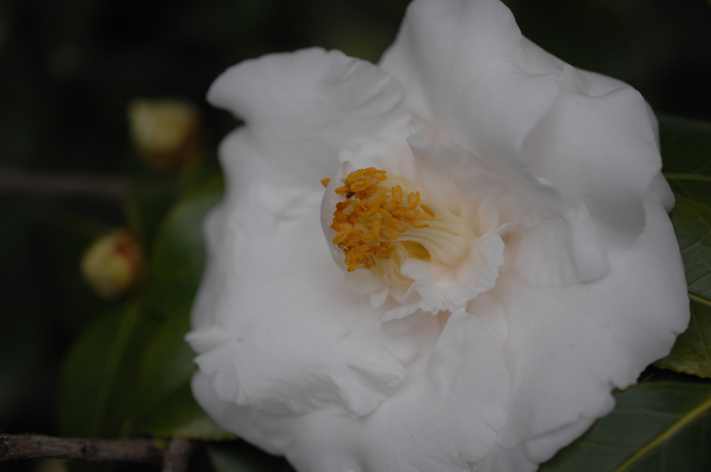 鎌倉の春花…８