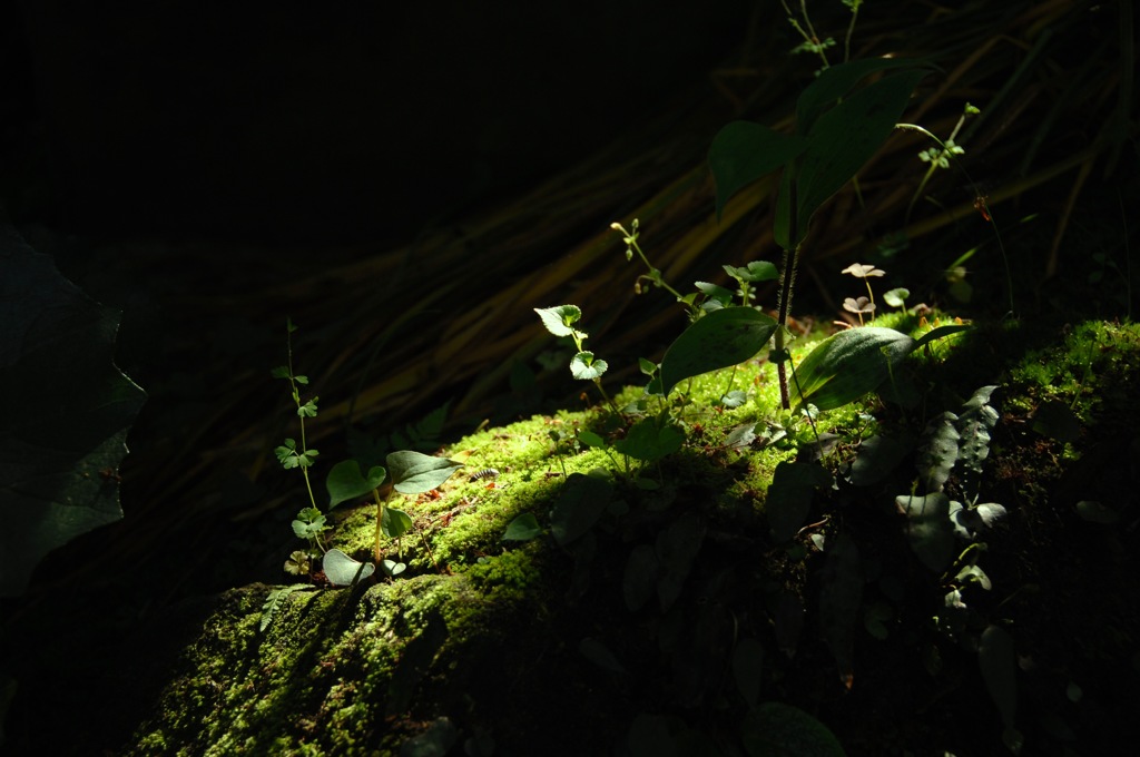 苔石に芽生える…