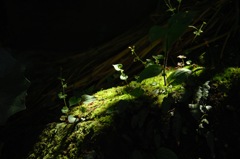 苔石に芽生える…