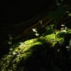 苔石に芽生える…