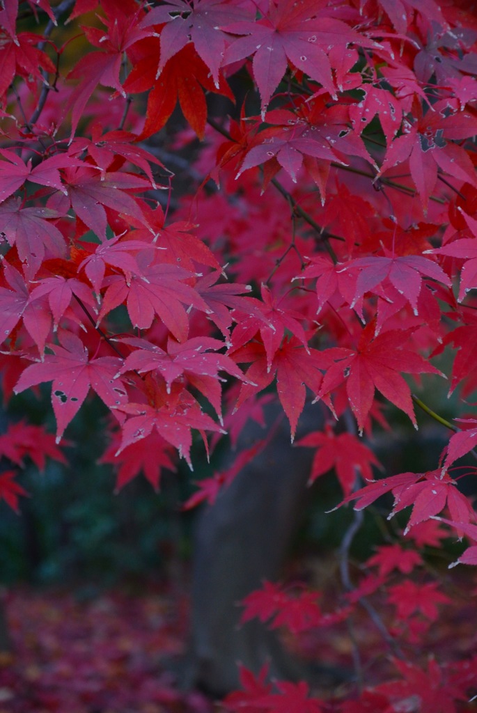 東京・紅に染まる３…