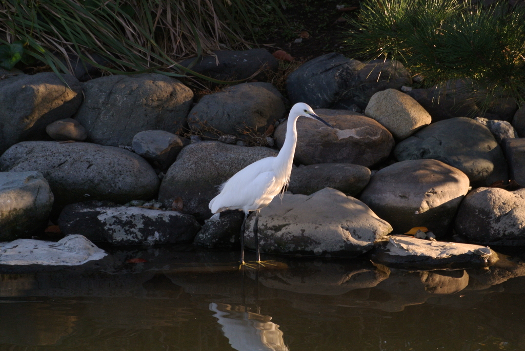 浜離宮庭園・沈思黙考…