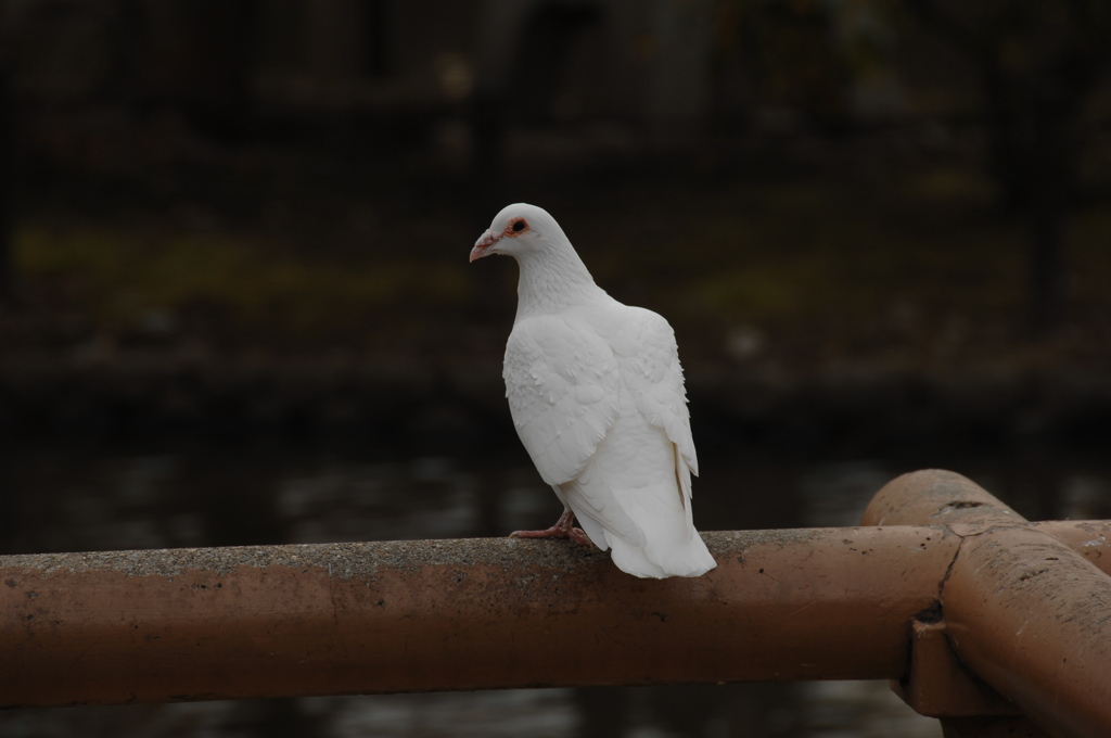 源氏池の白鳩…