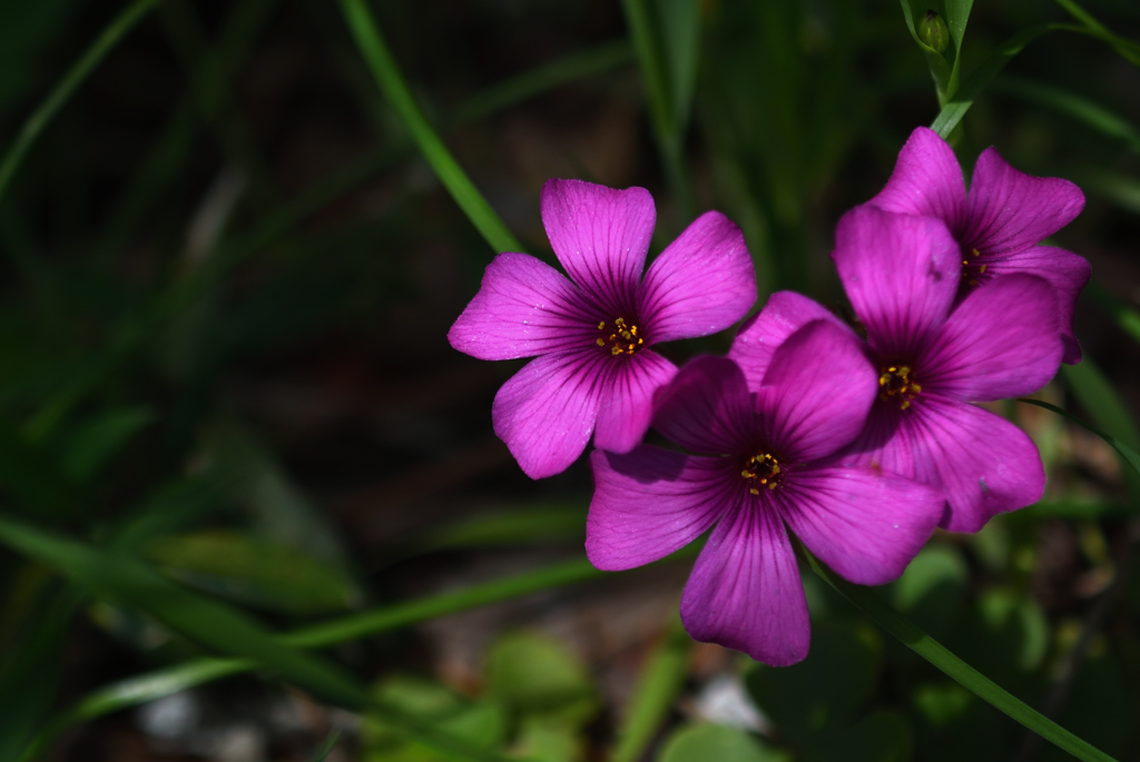 三浦の春花…１