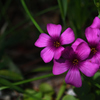 三浦の春花…１