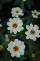 微笑みの象牙色…