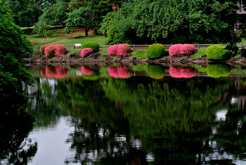 新宿御苑・上の池１