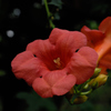 夏日の旬花…２