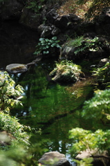 殿ヶ谷戸庭園・湧水…