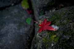 落葉の深緋色…２