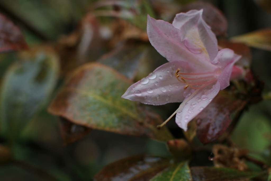 東京・後楽園の秋花２…