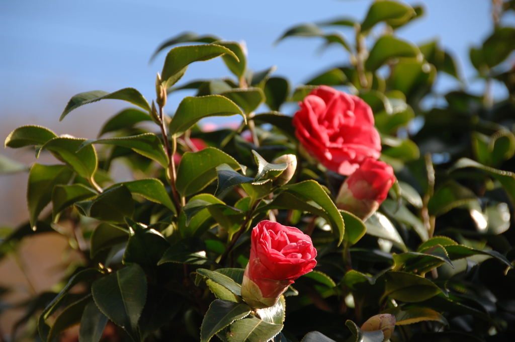 冬日の紅蕾…