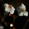 白梅の三姿…２