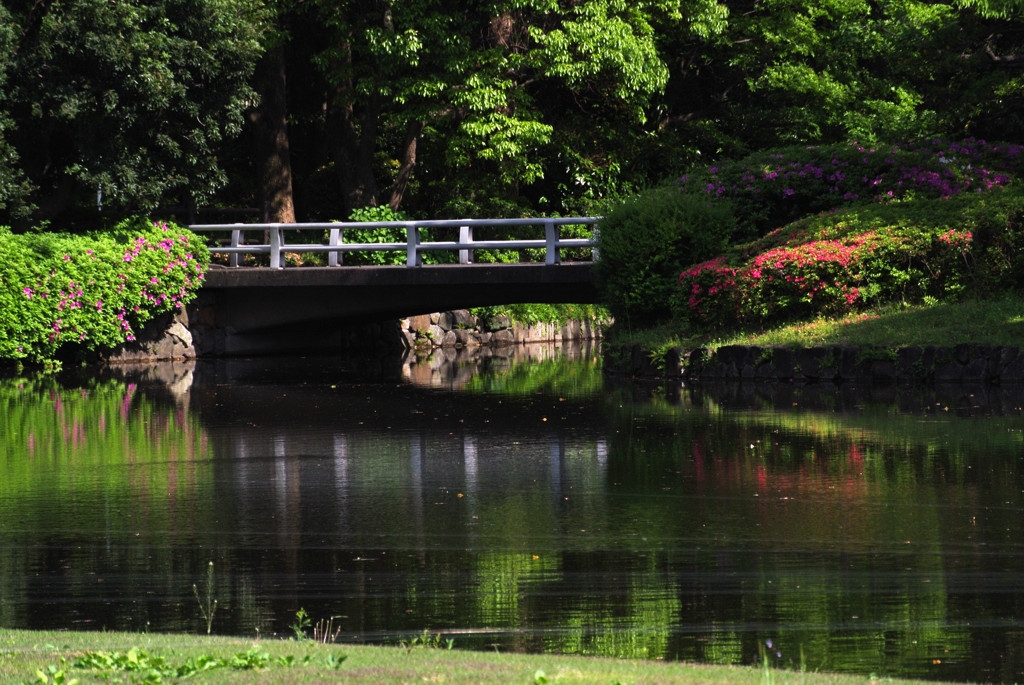 春の池３