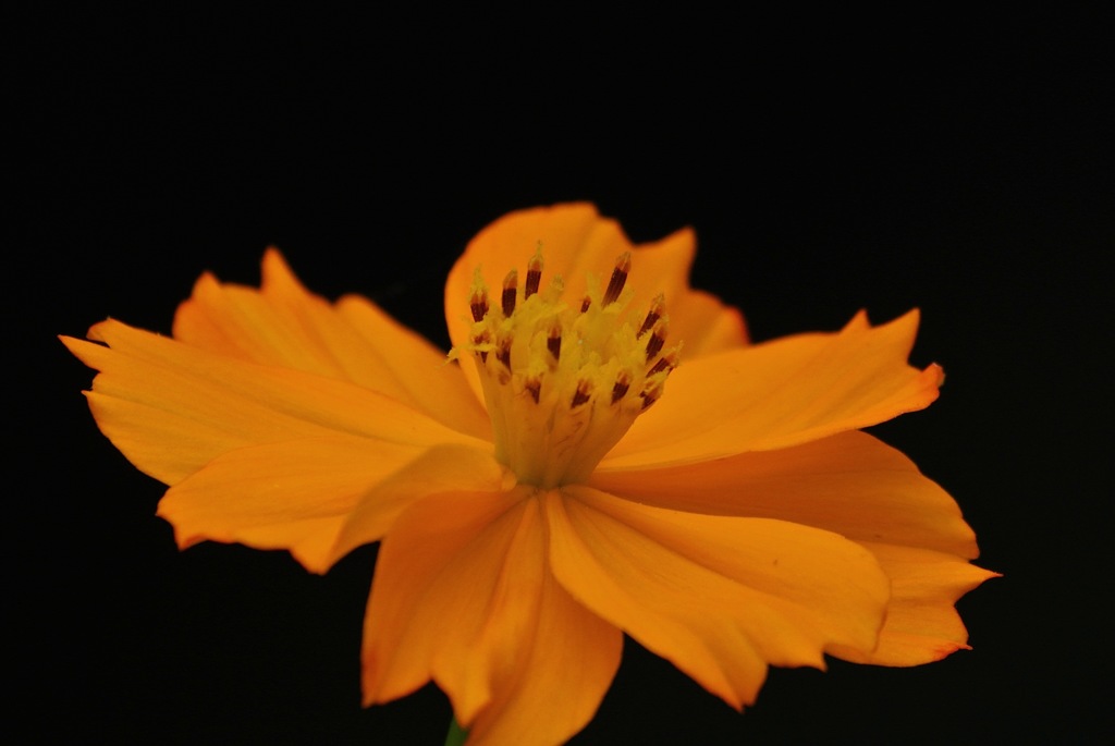 魅惑の黄金色…