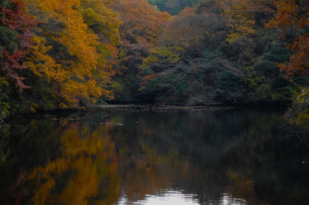 晩秋の鎌倉湖…１