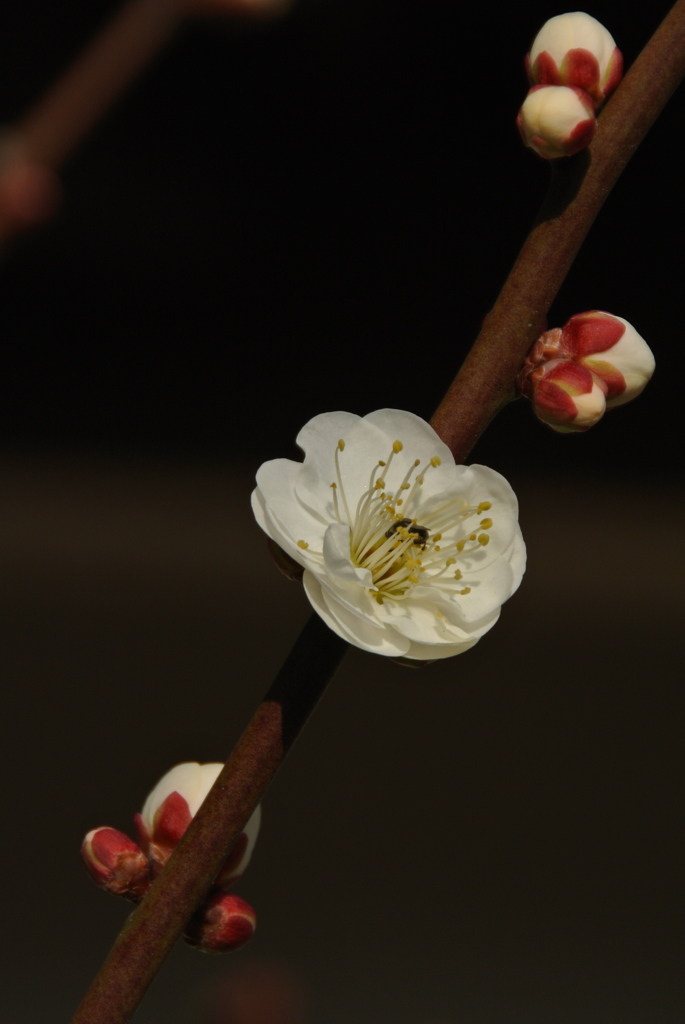 迎春の象牙色１…