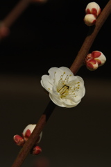 迎春の象牙色１…