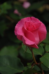 春光に映える薔薇…13