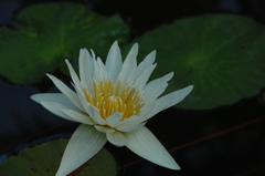 水面の妖艶花２…