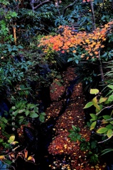 鎌倉花絵巻…師走３