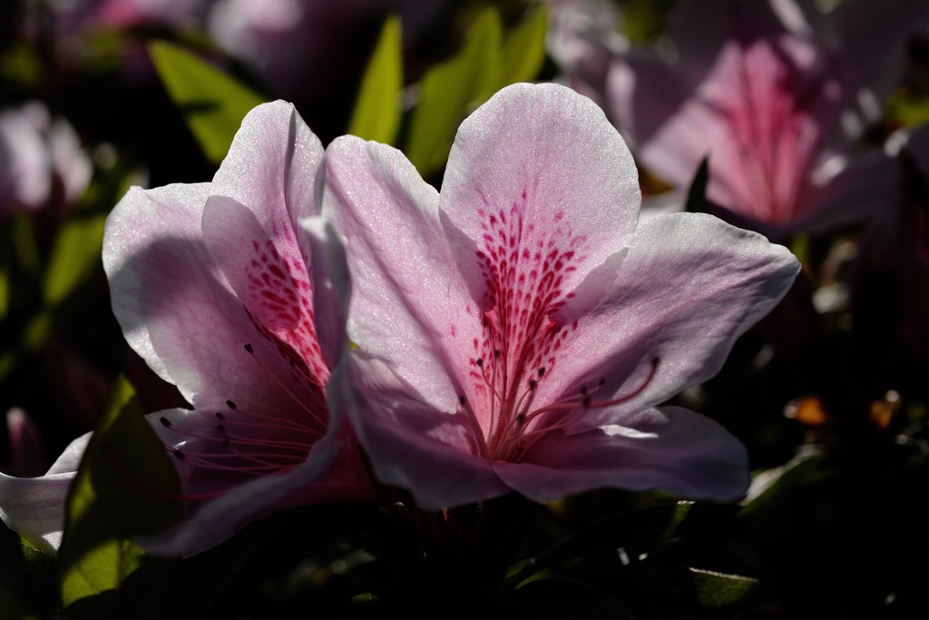 古刹の皐月花…
